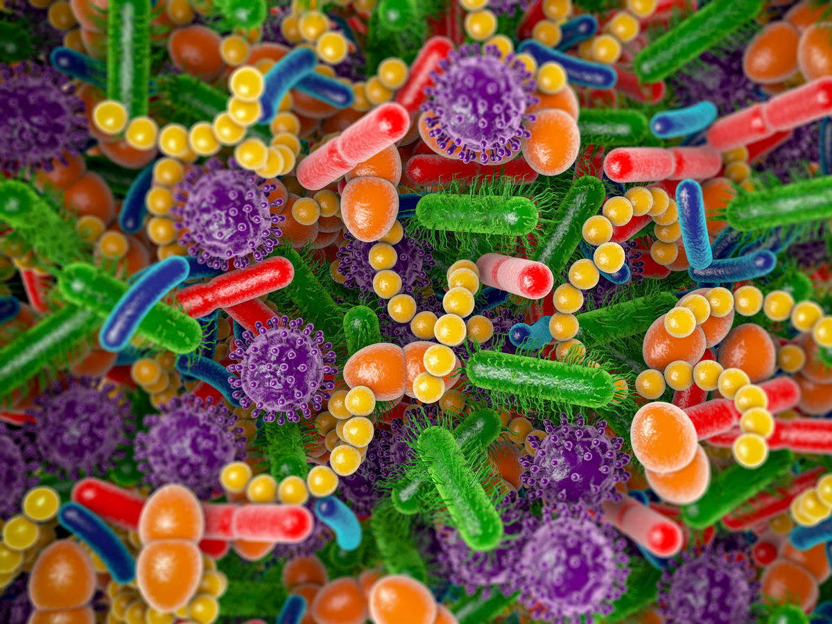 New Research Links Gut Microbiome, Brain Health, and Resilience