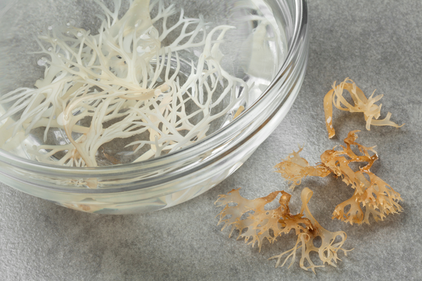 Sea Moss: A Superfood for Gut Health